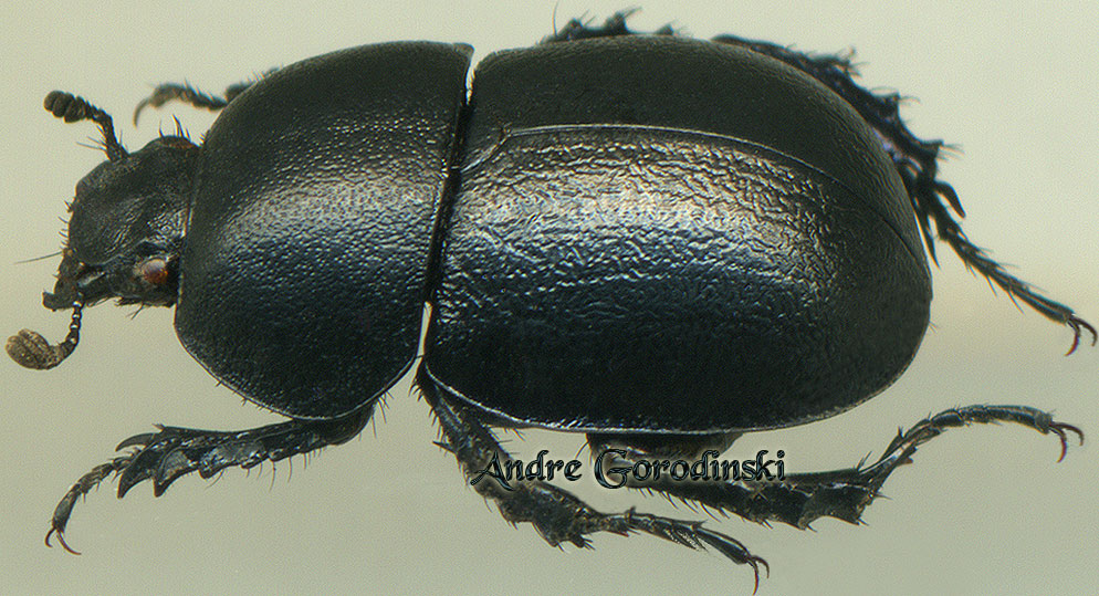 http://www.gorodinski.ru/geotrupes/Geotrupes nikodymi.jpg